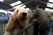 Feira canina na Feira de O Trece (Sedes)